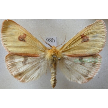 Diacrisia sannio (Linnaeus, 1758) male Czech98h